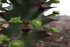 Euphorbia neriifolia